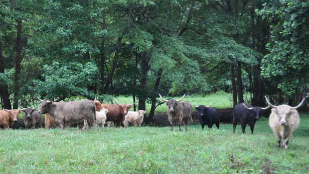 american scottish highland cattle association american scottish highland cattle association