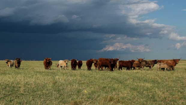 american scottish highland cattle association american scottish highland cattle association