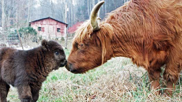 american scottish highland cattle association american scottish highland cattle association